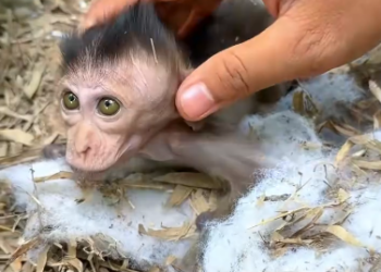 C1212017_found lone baby monkey in forest then…#fyp #animals #re…