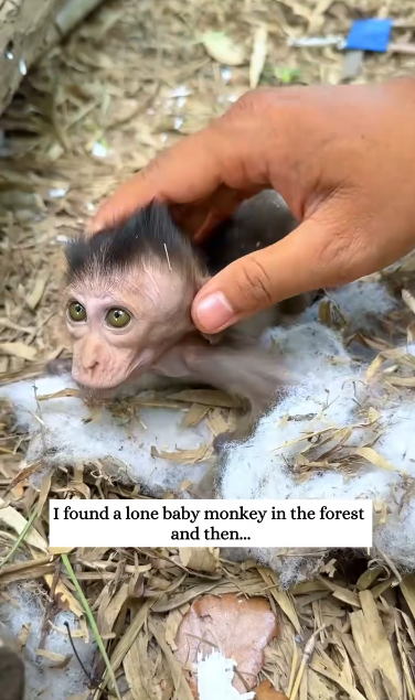 C1212017_found lone baby monkey in forest then…#fyp #animals #re…
