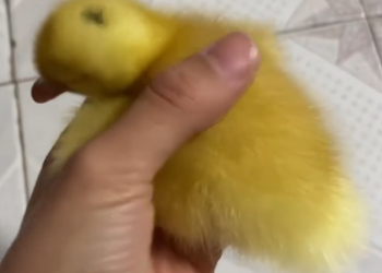 C1212018_Three ducklings regarded me as their mother. rescued them then….