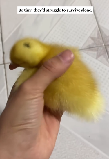 C1212018_Three ducklings regarded me as their mother. rescued them then….