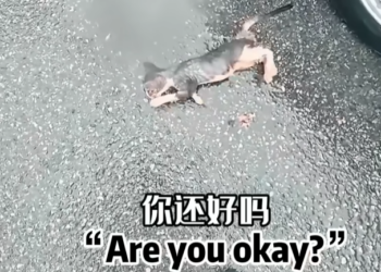 A weak animal losing its final bits of courage