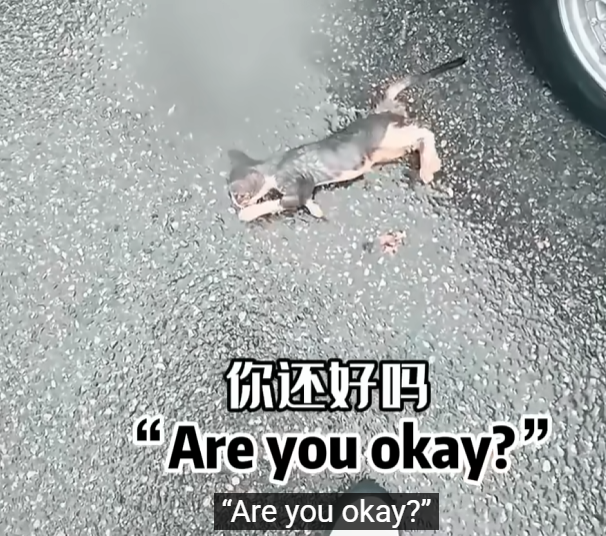 A weak animal losing its final bits of courage