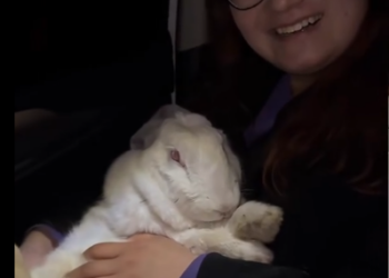 C1212019_picked up lost big white rabbit later…#fyp #animals #rescued