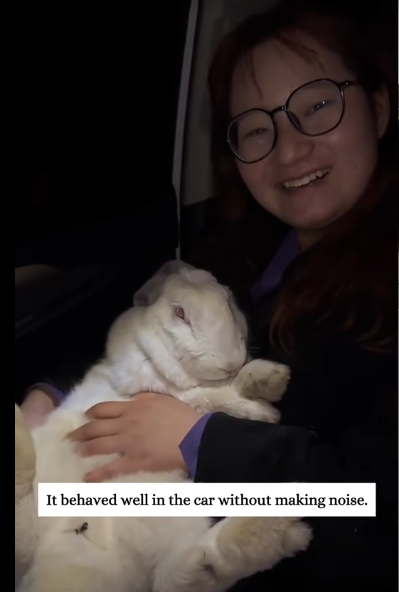 C1212019_picked up lost big white rabbit later…#fyp #animals #rescued