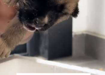 C1212020_rescued twitching puppy then…#fyp #animals #rescued