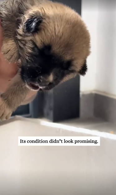 C1212020_rescued twitching puppy then…#fyp #animals #rescued