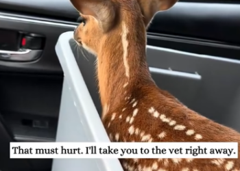 C1212021_Poor baby deer…#fyp #animals #rescued