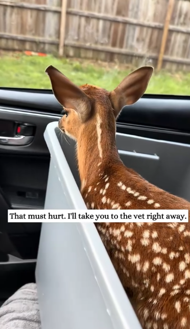 C1212021_Poor baby deer…#fyp #animals #rescued