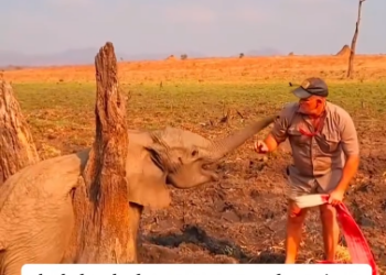 C1212022_rescued baby elephant…#fyp #animals #rescued