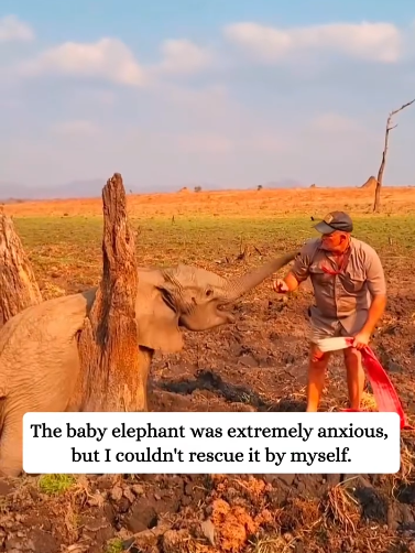 C1212022_rescued baby elephant…#fyp #animals #rescued