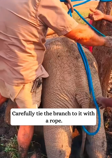 C1212022_rescued baby elephant…#fyp #animals #rescued