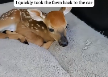 C1212023_raised fawn instead of mother deer#fyp #animals #rescued