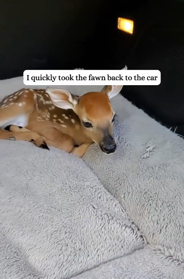 C1212023_raised fawn instead of mother deer#fyp #animals #rescued