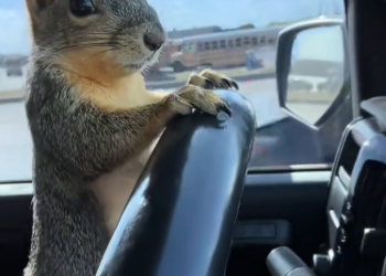 C1212024_came across squirrel blocking car on road#fyp #animals #res…