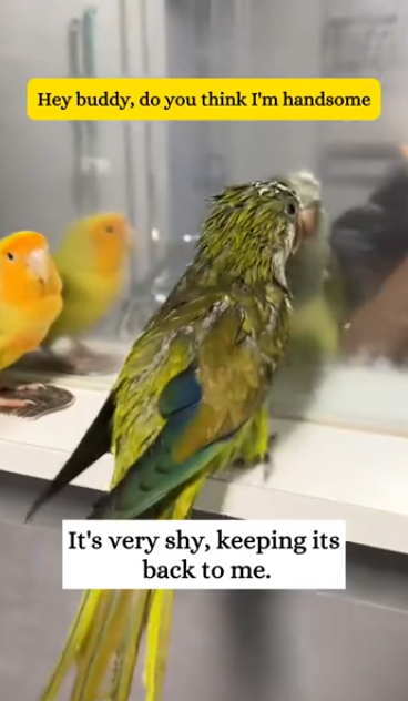 C1212026_adopted little bird to shelter rain#fyp #animals #rescued