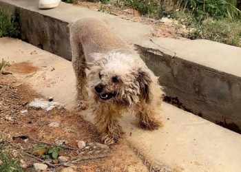 An animal trapped beneath unbearable misery