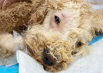 An animal lying cold and unresponsive in the dark