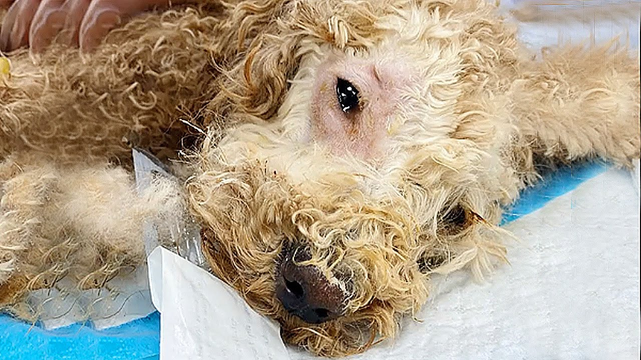 An animal lying cold and unresponsive in the dark