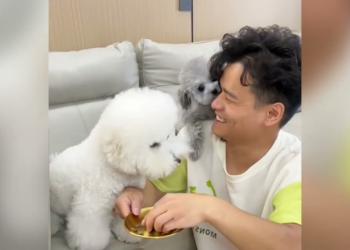 A suffering animal overwhelmed by relentless pain