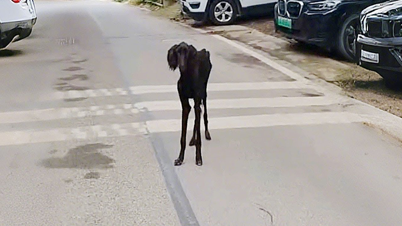 A suffering animal trembling as life slips away